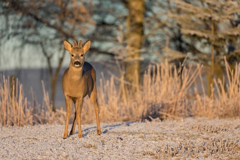 Roe deer on hoar frosted meadow at minus 15 °C at sunrise. Trees and dead stinging nettle in