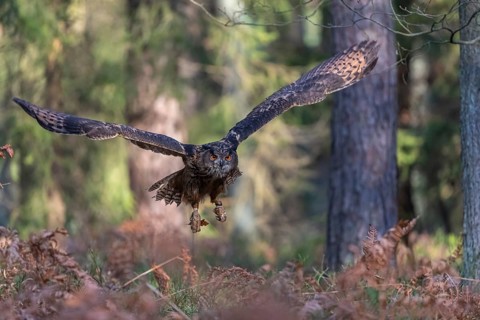 One Eurasian Eagle Owl, Bubo bubo, flying thru a forest with ferns on the ground