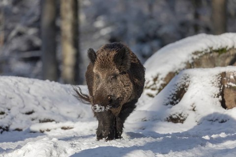 Wild boar or wild pig (Sus scrofa), walking through snow covered forest