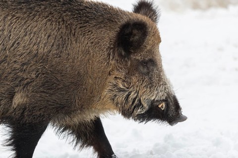 Wild boar or wild pig (Sus scrofa), walking on snowy ground, trees in the background