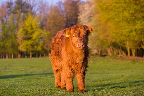 One Highland calf (Bos primigenius) taurus) stands on a meadow
