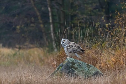 One Siberian Eagle Owl (Bubo bubo sibiricus) sitting on a rock between tall reed grass lakeshore on