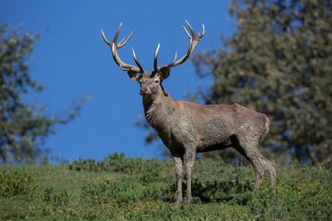 Red Deer stag at the rutting season, mud covered.. Sky in background