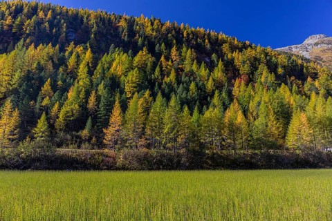Little pond of the Malta river with a mountain forest in fall foliage on a bright sunny morning.