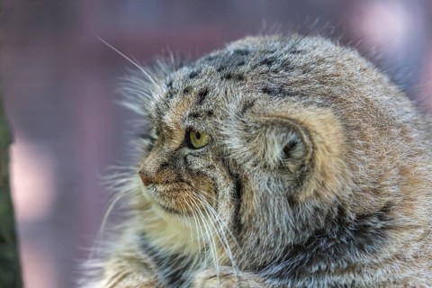 Portrait of a Pallas's cat (Otocolobus manul) or Manul. Near Threatened species on the IUCN Red