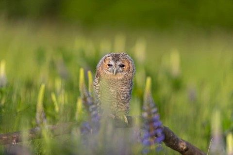 One young Ural owl (Strix uralensis) sitting on a branch lying in a field of flowering lupines in