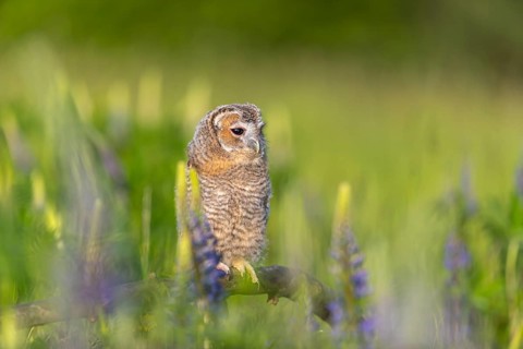 One young Ural owl (Strix uralensis) sitting on a branch lying in a field of flowering lupines in