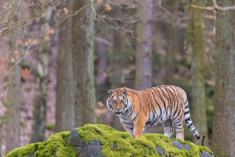 One young female Siberian Tiger, Panthera tigris altaica, standing on a rock in a forest