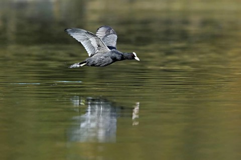 Eurasian Coot (Fulica atra), adult bird flying over the water, Flachsee, Canton Aargau,