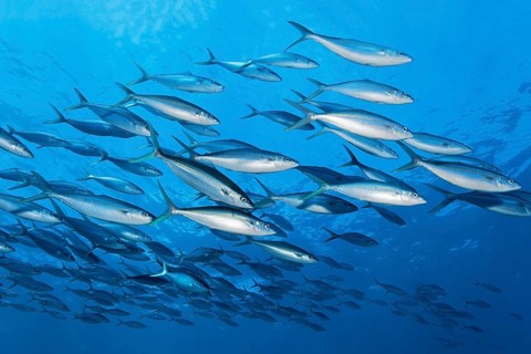 School of rainbow mackerel (Elagatis bipinnulata) swimming in the open sea, Great Barrier Reef,