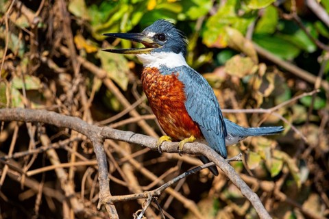 Ringed kingfisher (Ceryle torquata) Pantanal Brazil