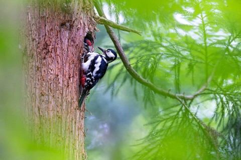 Great spotted woodpecker (Dendrocopos major), almost fledged juvenile bird beggingly plucking at