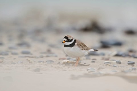 Common ringed plover (Charadrius hiaticula) on the beach, Düne, Helgoland, Schleswig-Holstein,