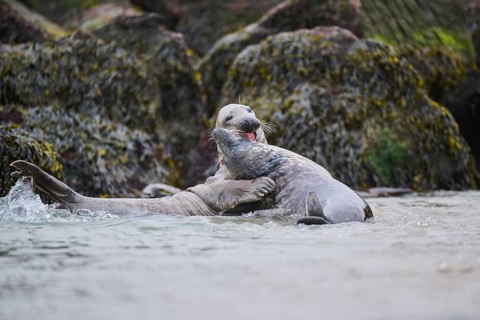 Grey seal (Halichoerus grypus) playing with each other in the water, sea, Düne, Helgoland,