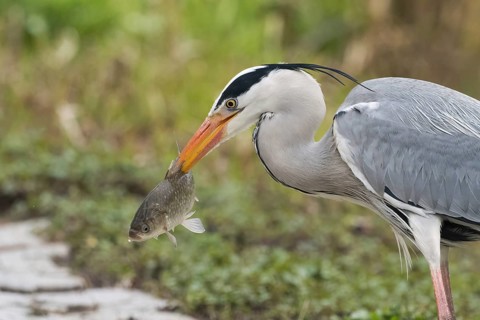 Grey heron (Ardea cinerea) holding a fish in its beak against a green background with intensive