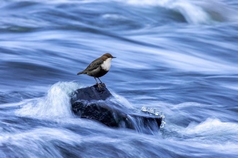 Northern white-throated dipper (Cinclus cinclus cinclus) foraging along frozen stream in winter,