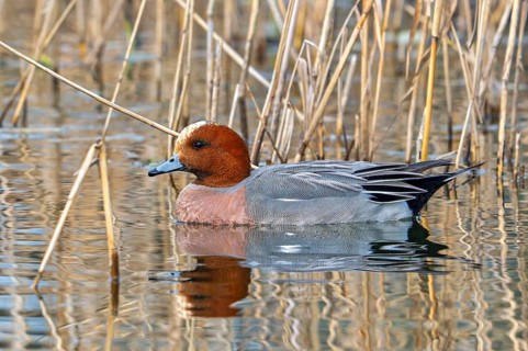Eurasian wigeon, European wigeon (Mareca Penelope, Anas penelope) adult male dabbling duck swimming