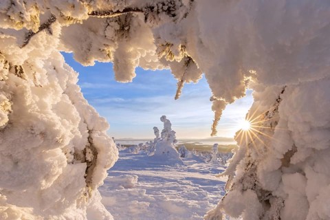 Tykky forest, snow covered spruce trees on the taiga at sunrise in winter, Riisitunturi National