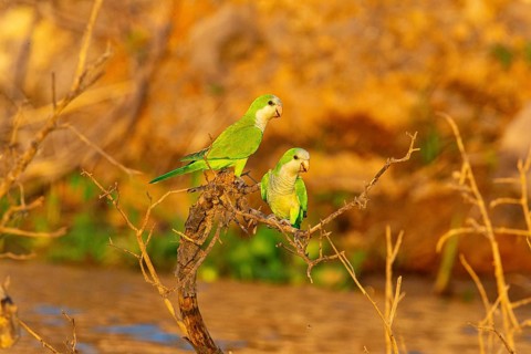 Monk parakeet (Myiopsitta monachus) Pantanal Brazil