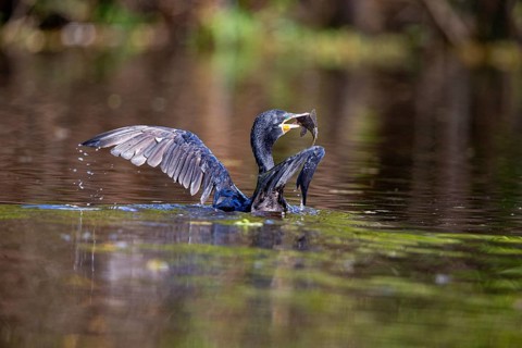 Humboldt Cormorant (Phalacrocorax brasilianus) Pantanal Brazil