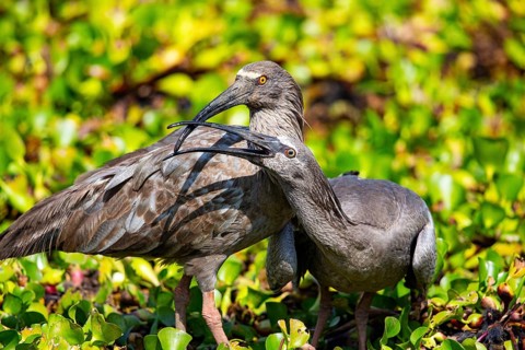 Plumbeous ibis (Harpiprion caerulescens) Pantanal Brazil