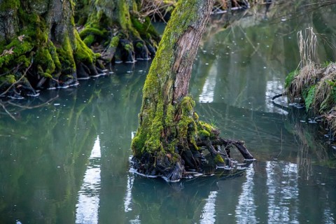 Winterladscape of a swamp with water and trees, Lengenbach, Deining, Upper Palatinate, Bavaria,