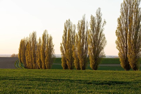 An avenue of poplars (populus) characterising the landscape in the evening light, Lommatzscher