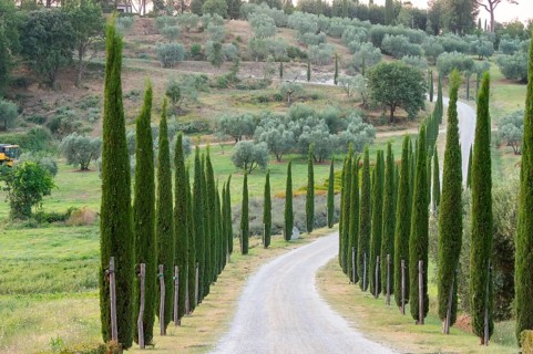 Road leading to the Palazzo massaini at sunset, Unesco world heritage site Val d´Orcia, Italy,