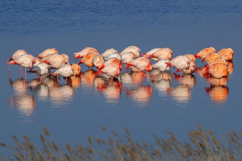 Greater flamingo flock (Phoenicopterus roseus) and Chilean flamingos (Phoenicopterus chilensis)