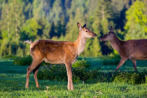 One young female Altai maral, Altai wapiti or Altai elk (Cervus canadensis sibiricus) stands on a