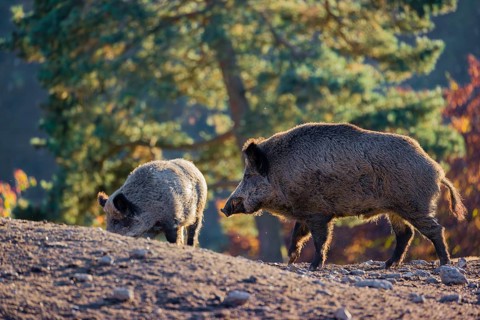Two wild boar or wild pig (Sus scrofa), run across a clearing in hilly terrain in search of food.