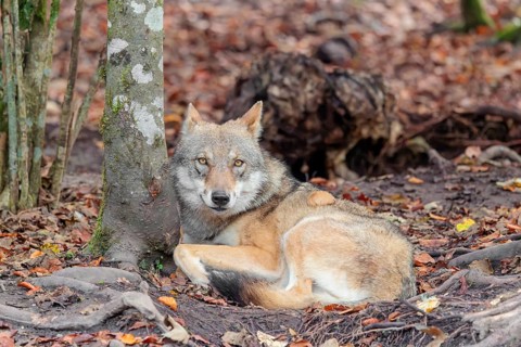 An adult female grey wolf (Canis lupus lupus) rests on the edge the forest