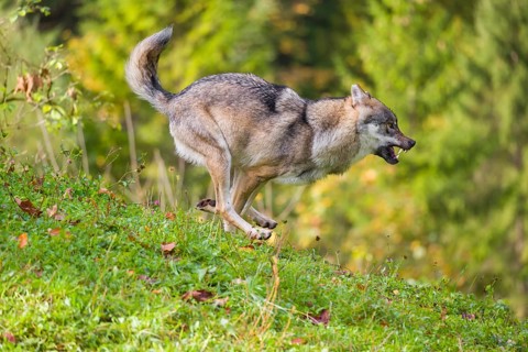 A eurasian gray wolf (Canis lupus lupus) runs across a meadow down a hill. Early morning light