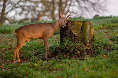 A roebuck (Capreolus capreolus), nibbling moss from a tree stump at sunrise