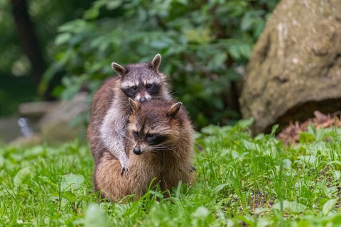 One adult female and one young Raccoon, Procyon lotor, playing on on a meadow in front of a rock.