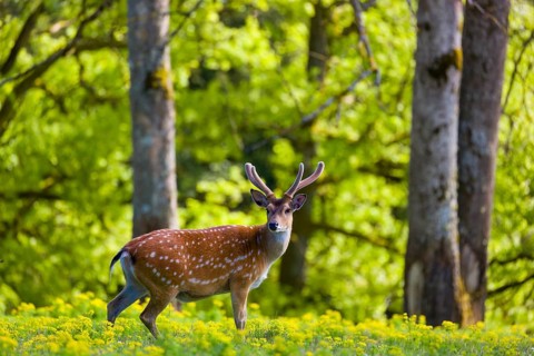 One male Manchurian sika deer or Dybowski's sika deer (Cervus nippon mantchuricus or Cervus nippon