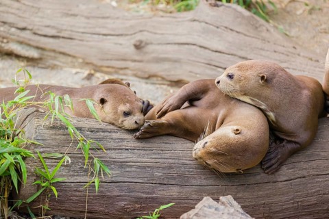 A family of giant otter or giant river otter (Pteronura brasiliensis) rest on a river bank