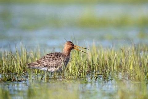 Black-tailed godwit (Limosa limosa), calling, in a wet meadow, Ochsenmoor, Dümmer, Lemförde, Lower