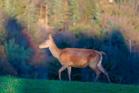 A red deer hind (Cervus elaphus) runs across a meadow on top of a hill in the beautiful morning