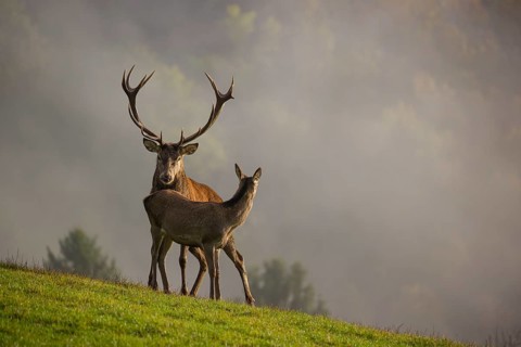 A red deer stag (Cervus elaphus) and a hind are standing in a meadow in hilly terrain. A forest