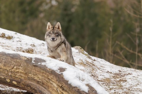 A young grey wolf (Canis lupus lupus) stands with his front paws on a snow-covered, fallen tree