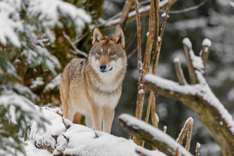 An adult female grey wolf (Canis lupus lupus) stands in the thicket of a sloping, snow-covered