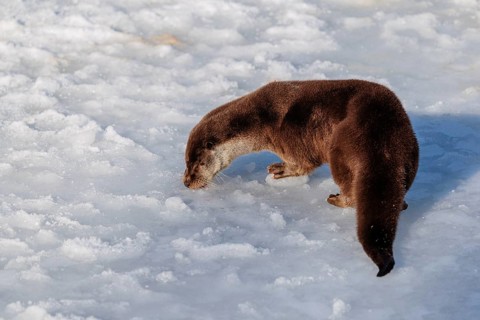 On a sunny day an otter (Lutra lutra) runs across the snow-covered frozen river and sniffes on the