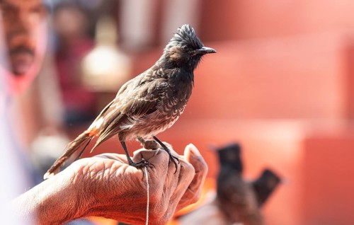 Hajo, India. 15 January 2024. Bird owners hold red-vented bulbuls before fighting during a