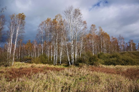 Bog birch (Betula pubescens), in front of a dark sky, Federsee lake nature reserve, UNESCO World