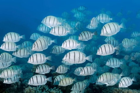 School of convict surgeonfish (Acanthurus triostegus) swimming over coral reef, Fakarava Atoll
