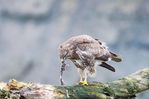 Common buzzard (Buteo buteo) Germany