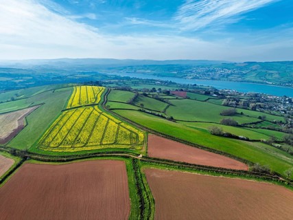 Rapeseed fields over the River Teign from a drone, Teignmouth, Shaldon, Devon, England, United