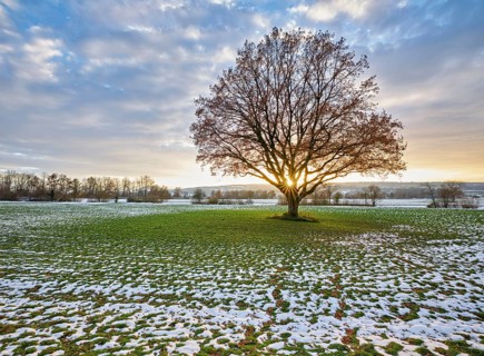 Sun shining through autumn-coloured English oak (Quercus robur), Birri, Freiamt, Canton Aargau,