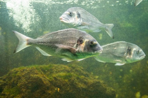 Gilt-head bream (Sparus aurata) swimming under water, captive, Germany, Europe